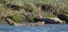 175 - 20141128 Moss Landing Elkorn Slough