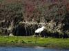 176 - 20141128 Moss Landing Elkorn Slough
