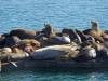 181 - 20141128 Moss Landing Elkorn Slough