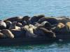 182 - 20141128 Moss Landing Elkorn Slough