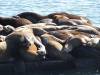 183 - 20141128 Moss Landing Elkorn Slough