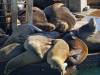 184 - 20141128 Moss Landing Elkorn Slough
