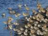 186 - 20141128 Moss Landing Elkorn Slough