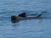 193 - 20141128 Moss Landing Elkorn Slough
