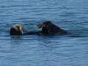 194 - 20141128 Moss Landing Elkorn Slough