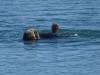 195 - 20141128 Moss Landing Elkorn Slough