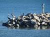 196 - 20141128 Moss Landing Elkorn Slough