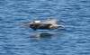197 - 20141128 Moss Landing Elkorn Slough
