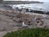 378 - Monterey