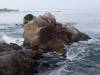 383 - Monterey