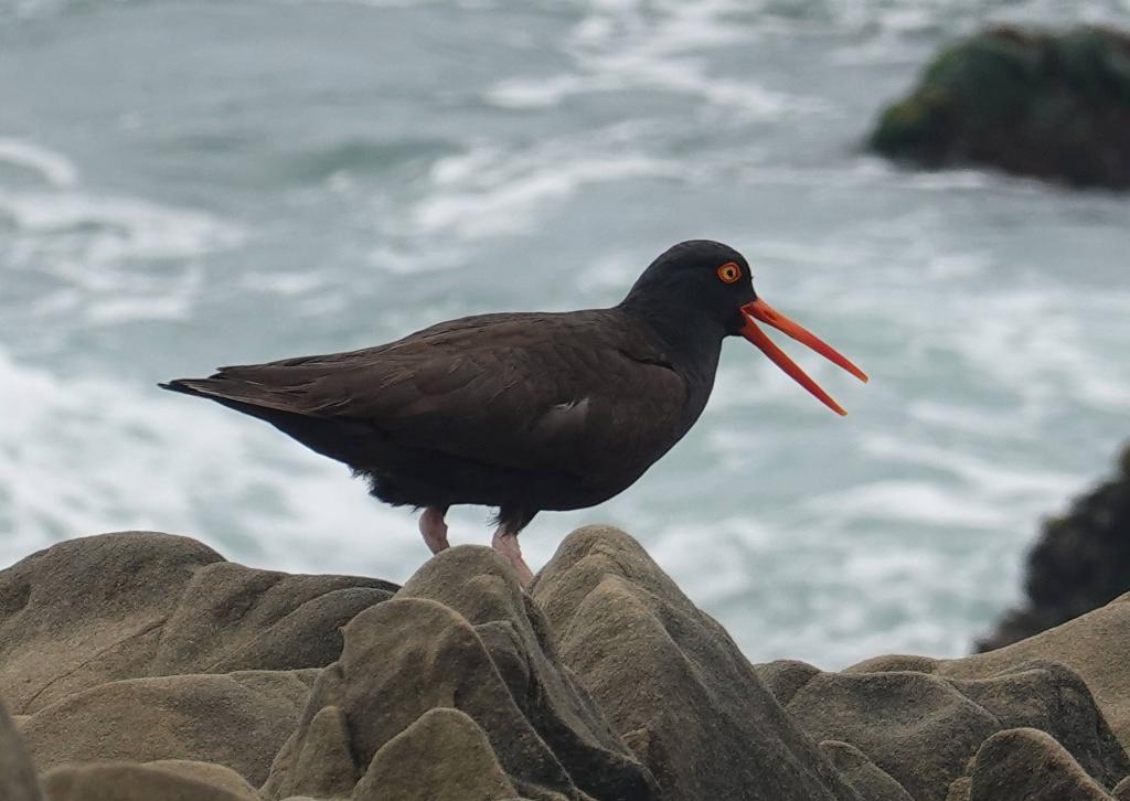 126 - 20190614 Hwy1 Beaches