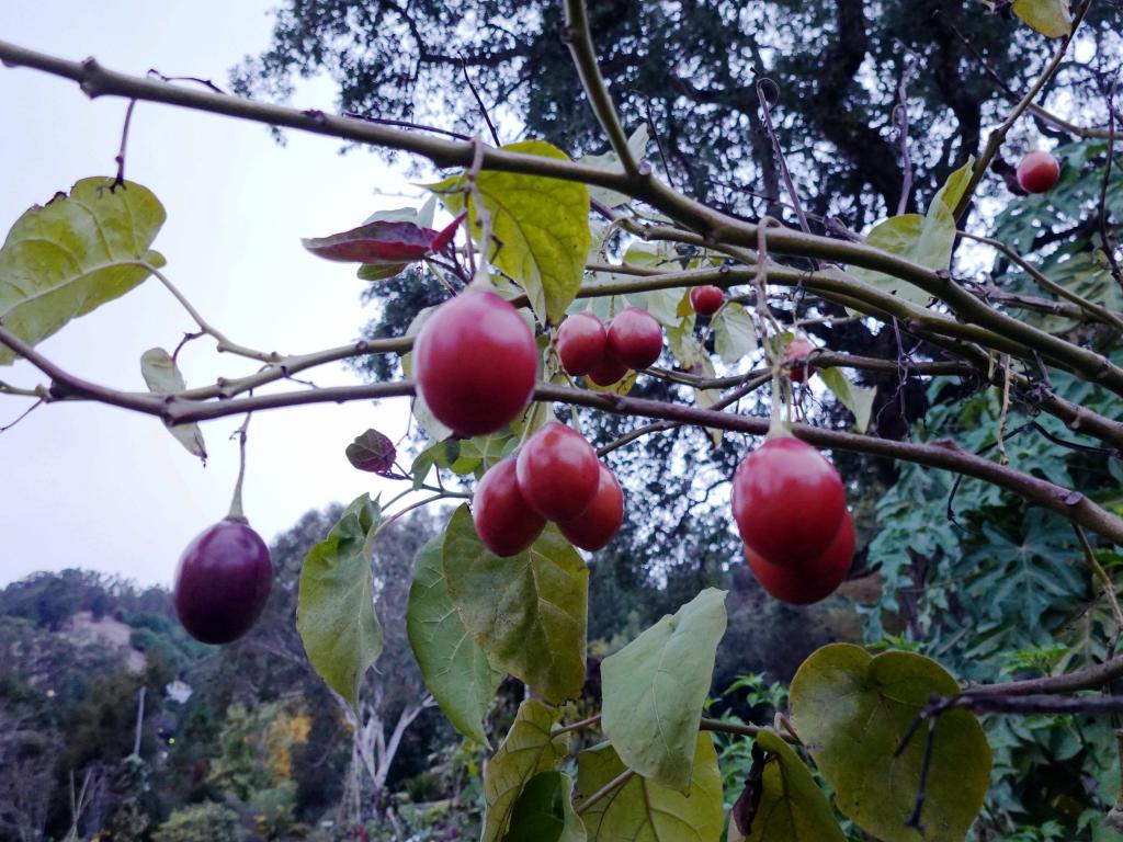 128 - 20191206 Berkeley Botanical Garden