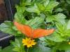 117 - 20220627 De Hortus Botanical Gardens