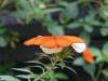119 - 20220627 De Hortus Botanical Gardens