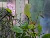 125 - 20220627 De Hortus Botanical Gardens