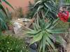 139 - 20220627 De Hortus Botanical Gardens