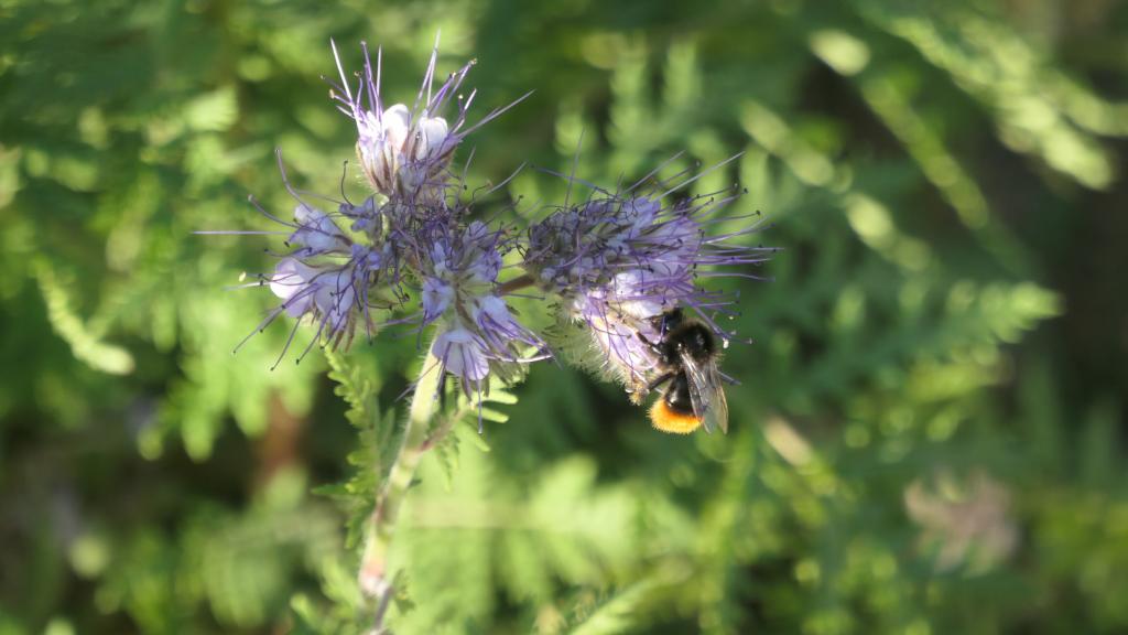 3119 - 20220801 Leuven Kruidtuin