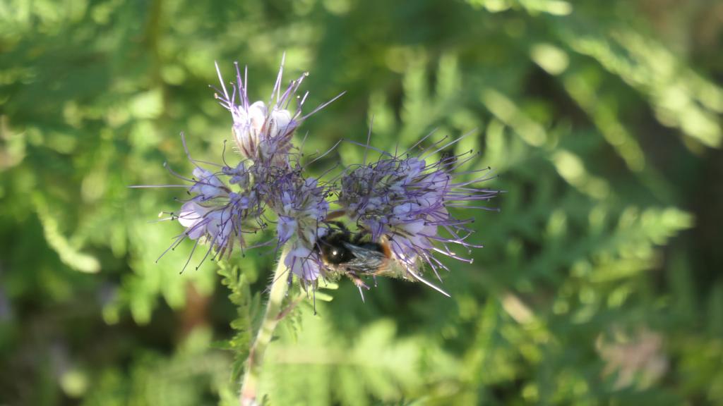 3123 - 20220801 Leuven Kruidtuin