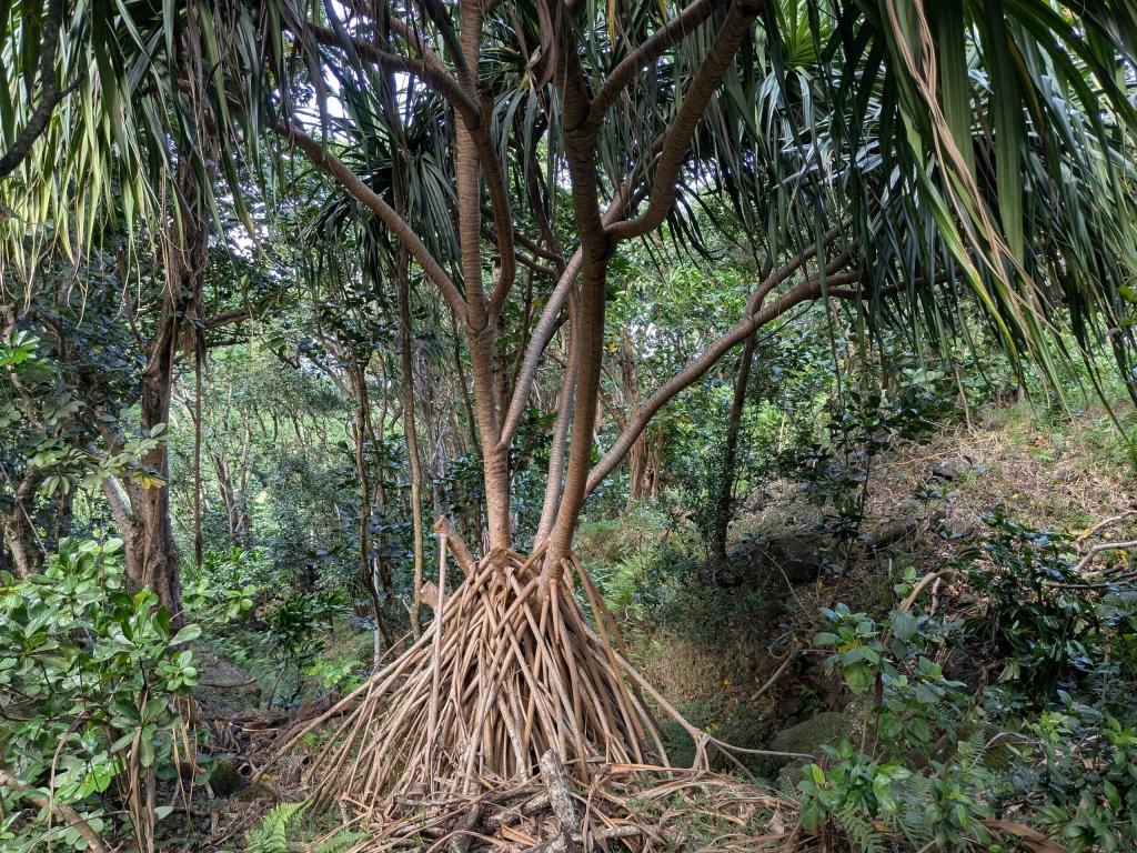 1890 - 20241204 Limahuli Gardens Google