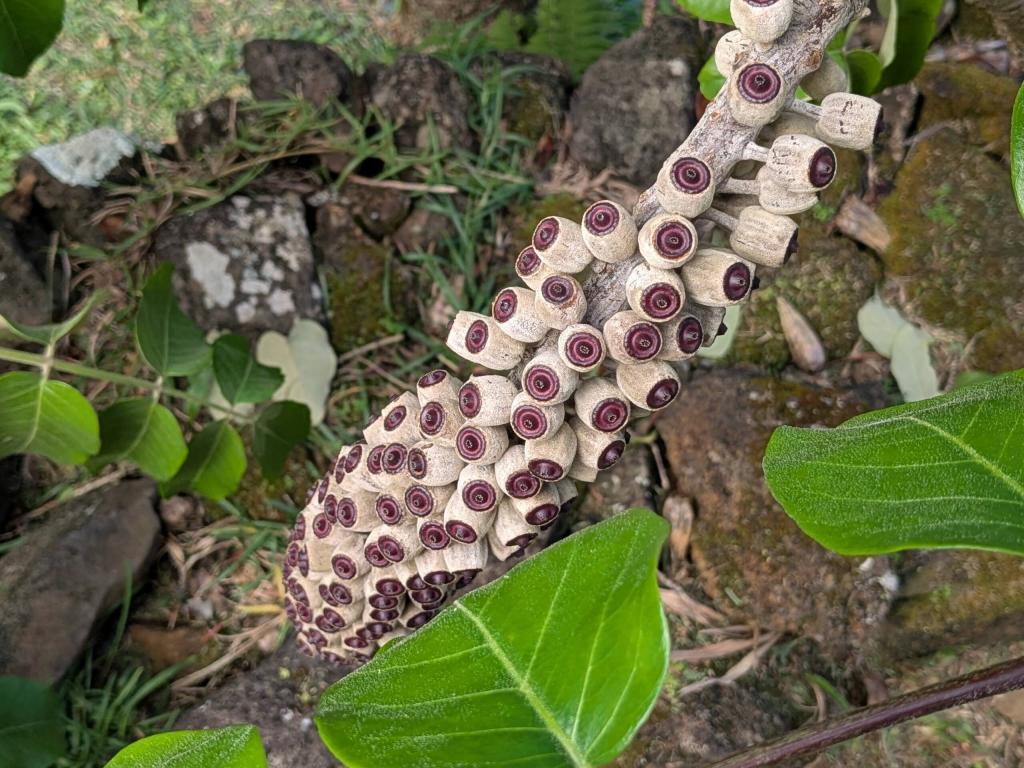 1901 - 20241204 Limahuli Gardens Google