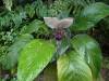1806 - 20241204 Princeville Botanical Gardens Google