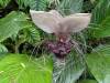 1807 - 20241204 Princeville Botanical Gardens Google