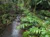 1809 - 20241204 Princeville Botanical Gardens Google