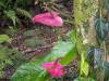 1810 - 20241204 Princeville Botanical Gardens Google