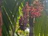 1811 - 20241204 Princeville Botanical Gardens Google