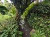1812 - 20241204 Princeville Botanical Gardens Google