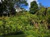 1813 - 20241204 Princeville Botanical Gardens Google