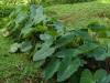 1816 - 20241204 Princeville Botanical Gardens Google