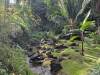 1817 - 20241204 Princeville Botanical Gardens Google