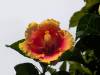 1818 - 20241204 Princeville Botanical Gardens Google
