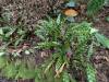 1819 - 20241204 Princeville Botanical Gardens Google