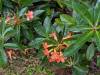 1820 - 20241204 Princeville Botanical Gardens Google