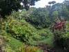 1824 - 20241204 Princeville Botanical Gardens Google