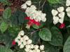 1826 - 20241204 Princeville Botanical Gardens Google