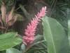 1827 - 20241204 Princeville Botanical Gardens Google
