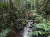 1828 - 20241204 Princeville Botanical Gardens Google