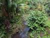 1829 - 20241204 Princeville Botanical Gardens Google