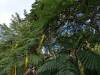1835 - 20241204 Princeville Botanical Gardens Google