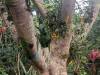 1836 - 20241204 Princeville Botanical Gardens Google
