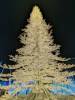 116 - 20241217 Enchanted Xmas SJ Google