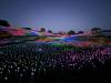 1146 - 20230414 Sensorio Field of Lights