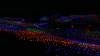 1159 - 20230414 Sensorio Field of Lights