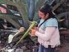 5202 - 20240227 Pyramids of Teotihuacan Google