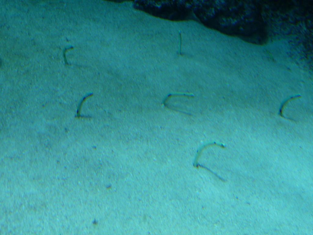 143 - CalAcademy SF