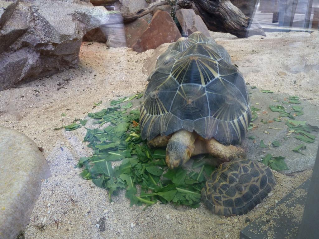 156 - CalAcademy SF