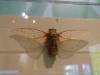 115 - 20150731 Houston Natural History